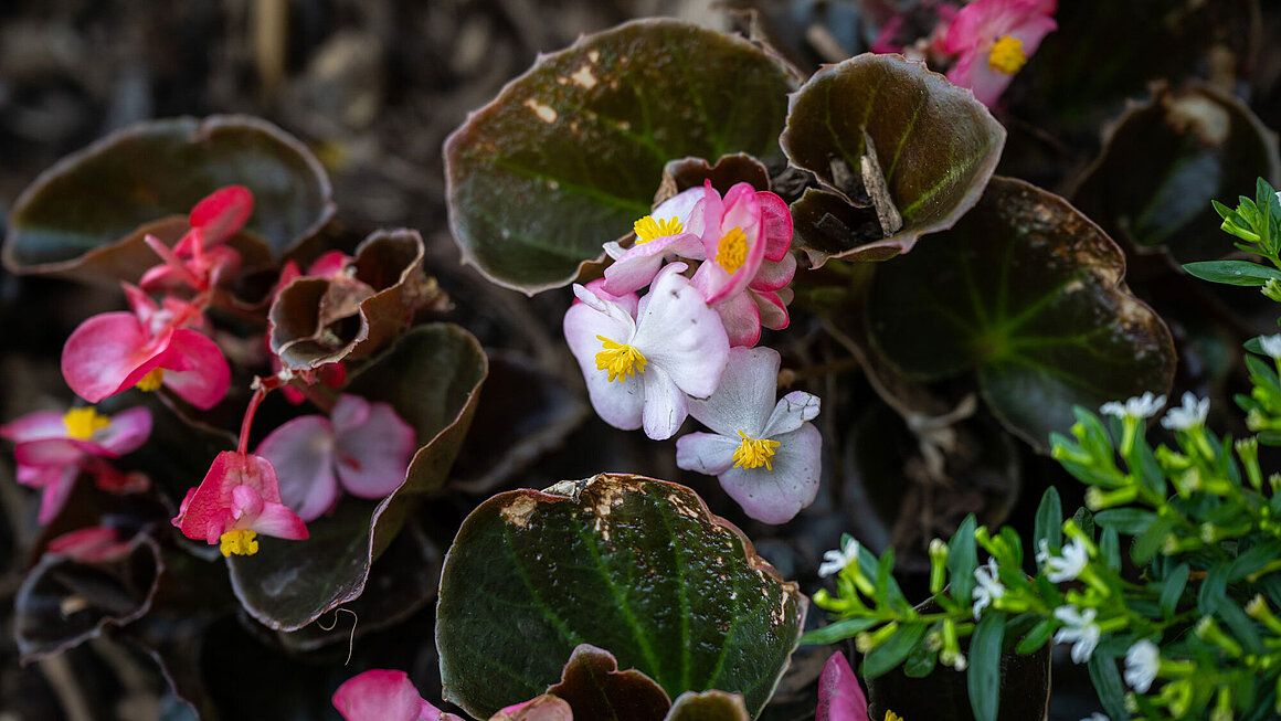 Blumen in Nachbars Garten