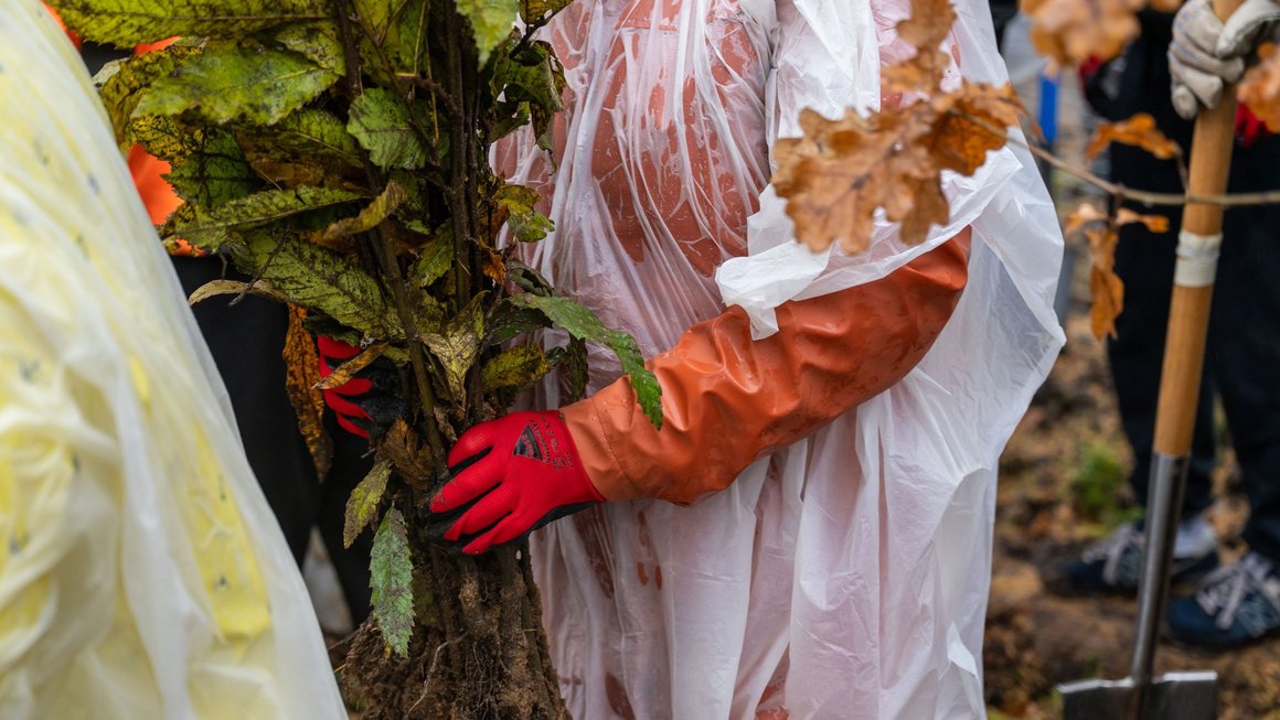 Mensch mit Regenponcho hält Baumsetzling in der Hand