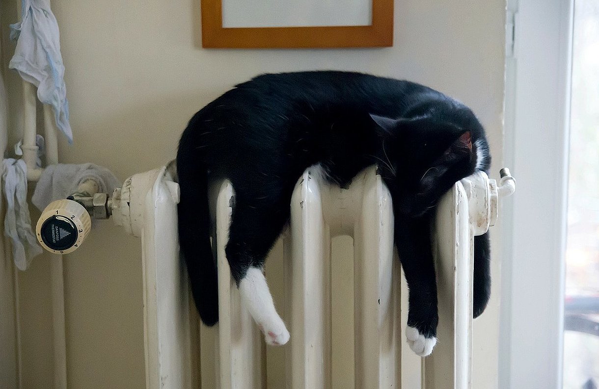 Katze liegt auf Heizung und genießt die Wärme Wärme genießen