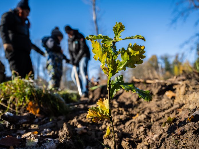 Baumsetzling mit Menschen im Hintergrund