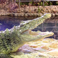 Das Krokodil Theophila im Wasserwerk Colbitz