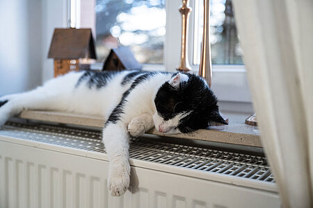 Katze liegt im Fensterbrett über einer Heizung