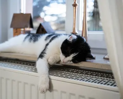 Katze liegt im Fensterbrett über einer Heizung