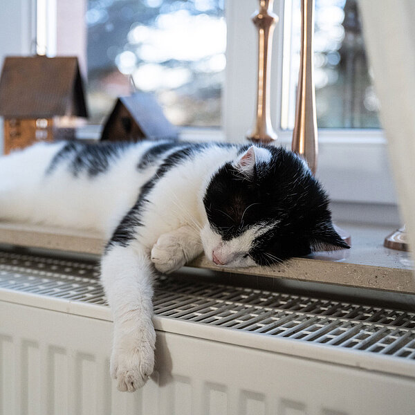 Katze liegt im Fensterbrett über einer Heizung