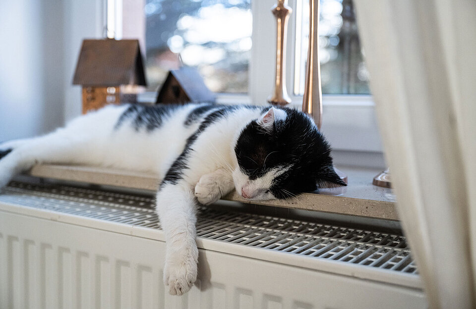 Katze liegt im Fensterbrett über einer Heizung