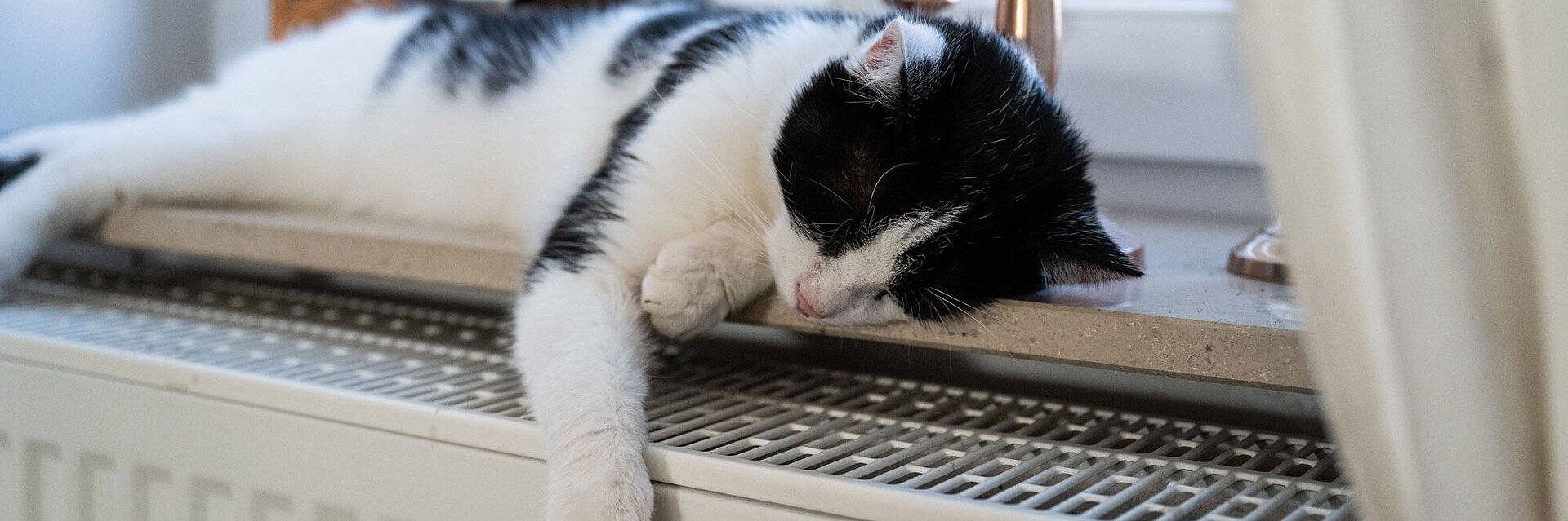 Katze liegt im Fensterbrett über einer Heizung