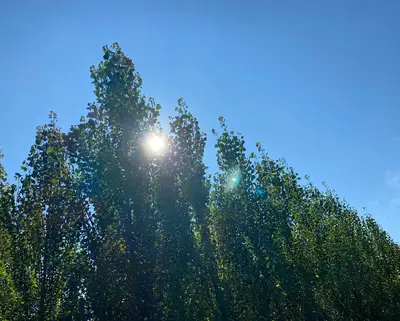 Eine Reihe Pyramidelpappeln in der Baumschule. Hier den Baumspitzen ist die Sonne zu sehen.