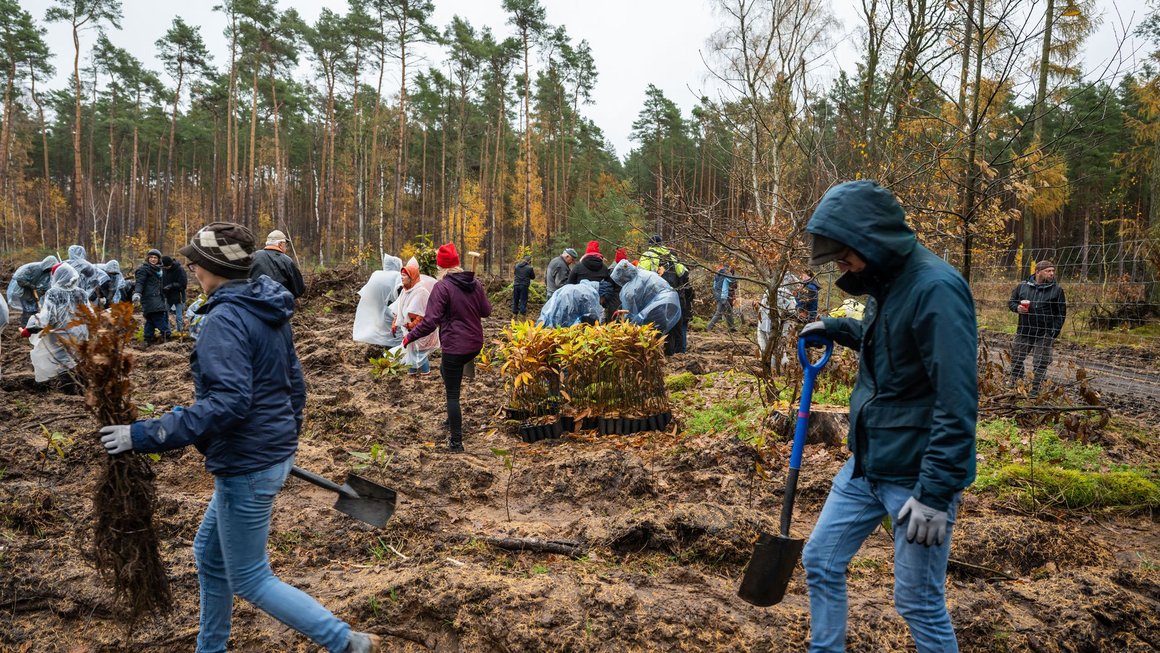 Menschen pflanzen Bäume im Wald