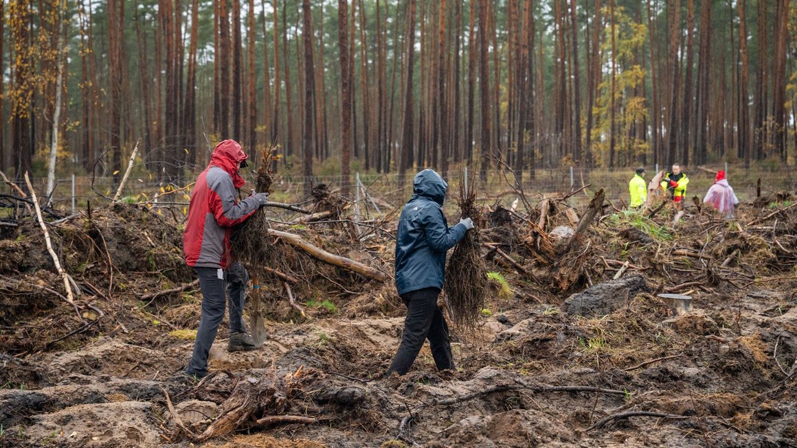 Menschen pflanzen Bäume im Wald