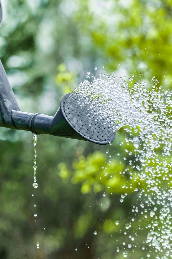 Gartenbewässerung mit Gießkanne