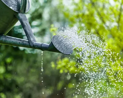 Gartenbewässerung mit Gießkanne
