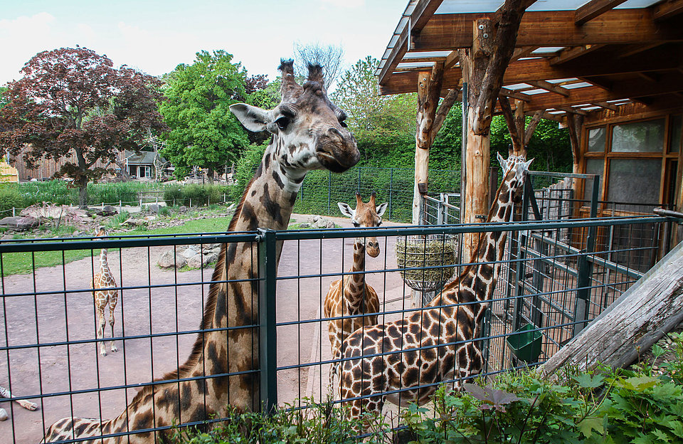 Giraffen im Magdeburger Zoo Giraffen im Magdeburger Zoo