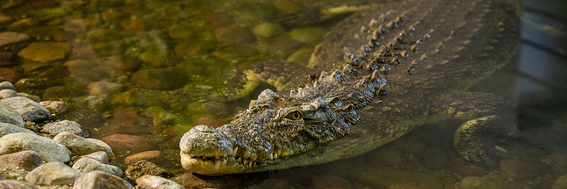 Das Krokodil Theophila im Wasserwerk Colbitz