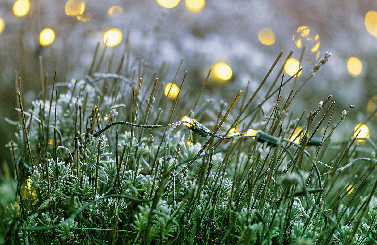 LED Lichterkette im Garten