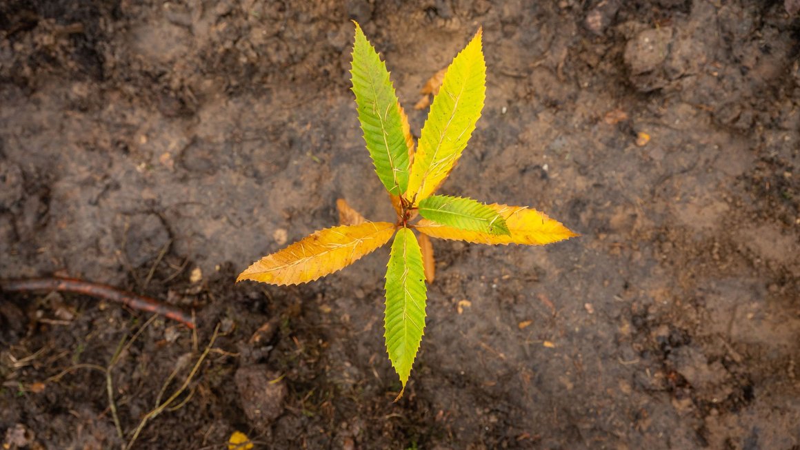 Baumsetzling von oben 