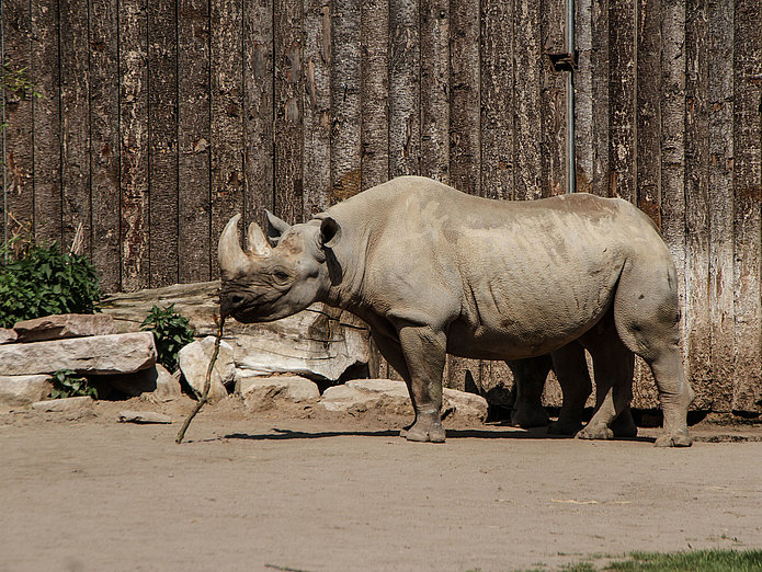 Nashorn im Magdeburger Zoo Nashorn im Magdeburger Zoo