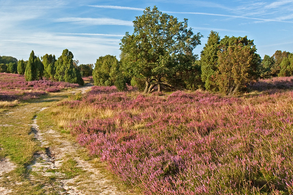 Die Colbitzer Heide - Herkunft des Trinkwassers von SWM