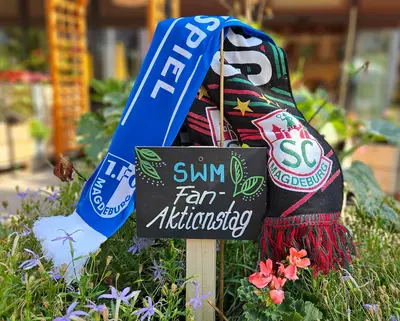 Fanschal vom FCM und SCM in Nachbars Garten