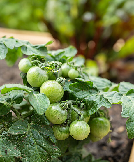 Stachelbeeren im Hochbeet in Nachbars Garten