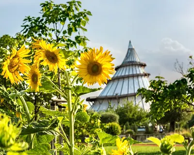 Sonnenblumen vor dem Jahrtausendturm im Elbauenpark