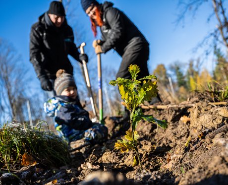 Junge Familie mit Kind pflanzt Eichensetzling