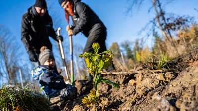 Junge Familie mit Kind pflanzt Eichensetzling