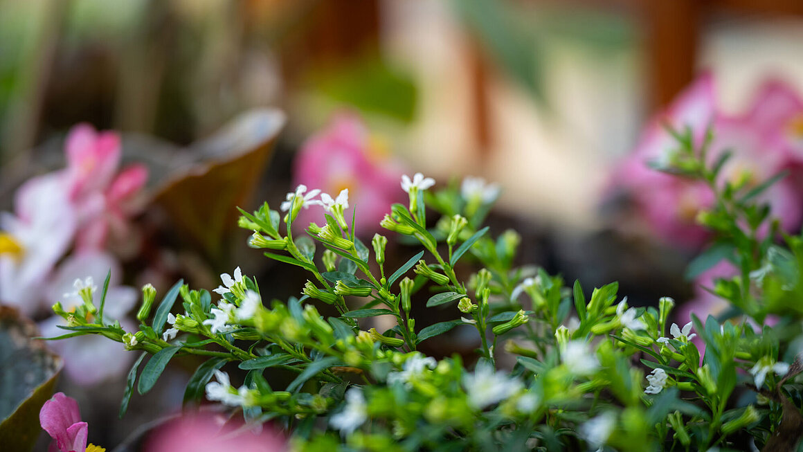 Blumen in Nachbars Garten