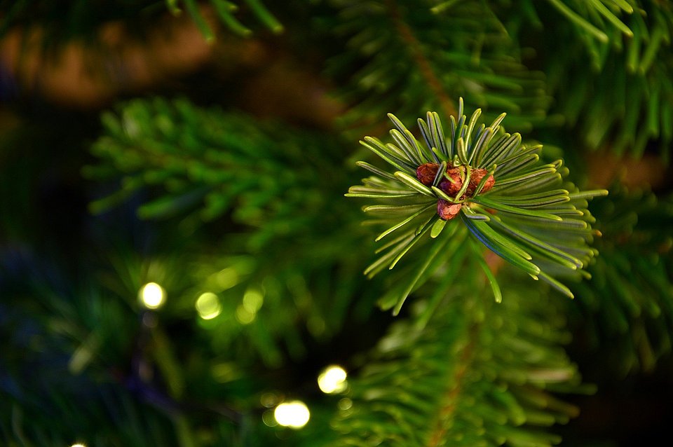 Weihnachtsbaum Tannenzweig mit Lichterkette im Hintergrund
