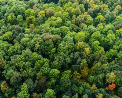Foto eines Waldes von oben