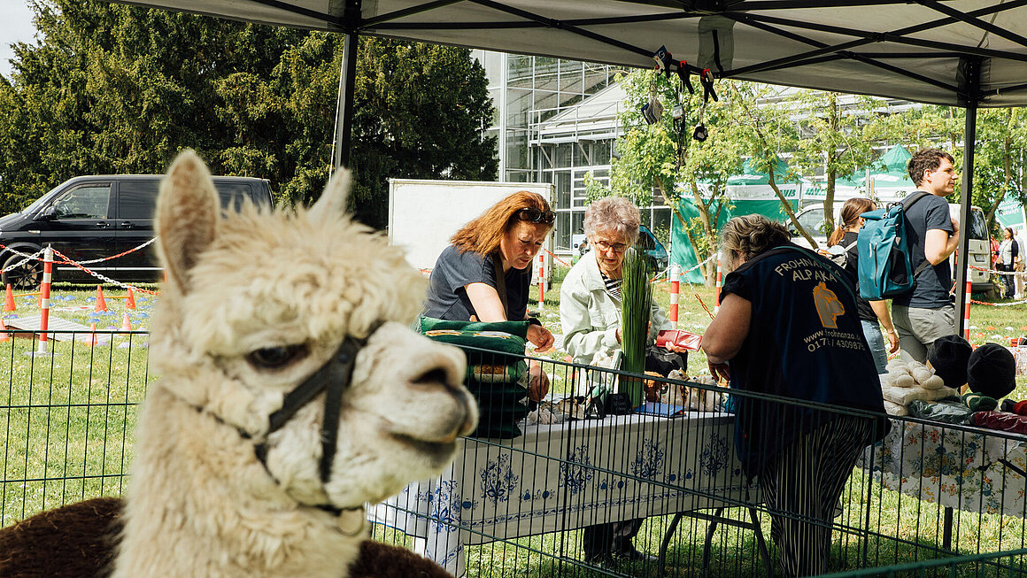 Alpaka auf der Grünen Messe mit Besuchern im Hintergrund