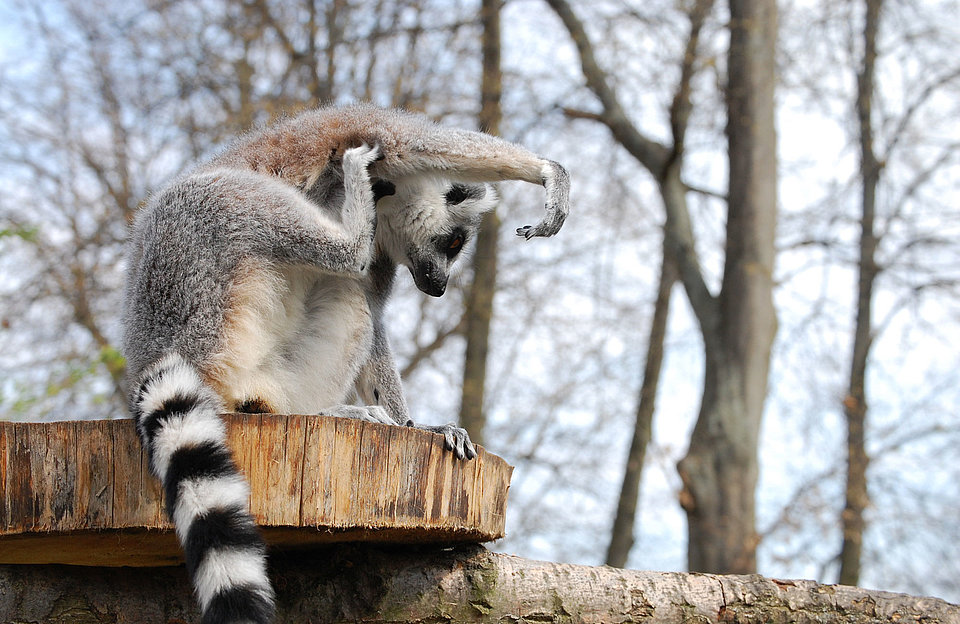 Katta im Magdeburger Zoo Katta im Magdeburger Zoo