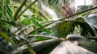 Palmenblätter im Gruson Gewächshaus