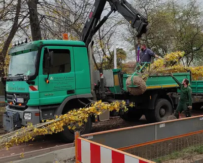Pyramidenpappeln werden in der Beimssiedlung von einem LKW abgeladen