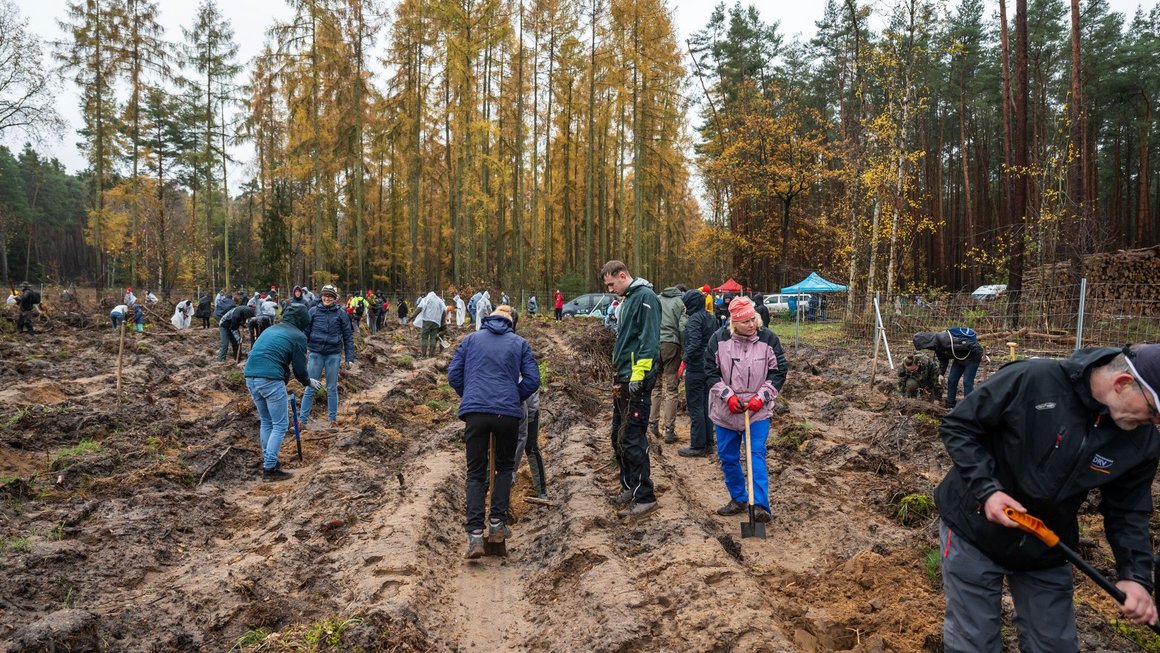 Menschen pflanzen Bäume im Wald