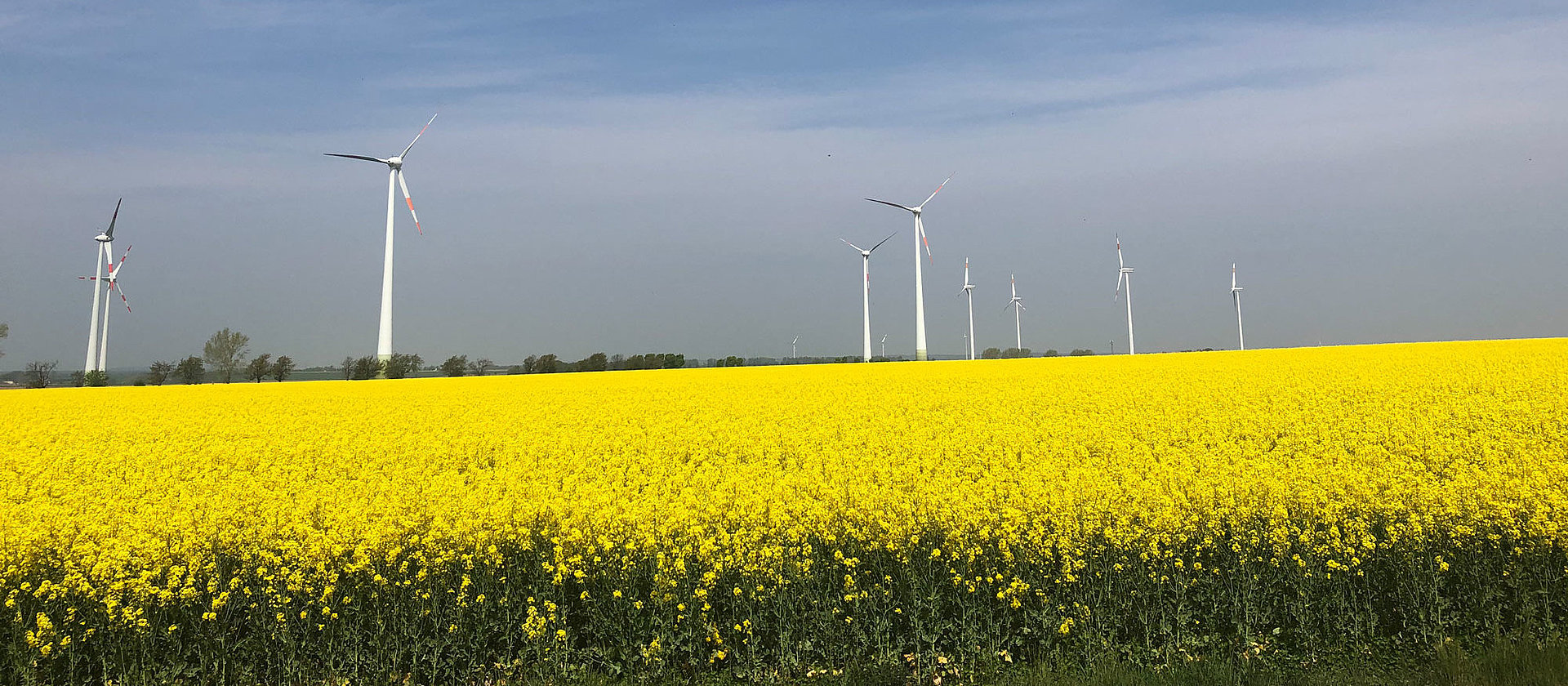 Windräder in der Börde Ein blühendes Rapsfeld mit Windrädern im Hintergrund