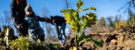 Baumsetzling mit Kind und Mutter im Hintergrund
