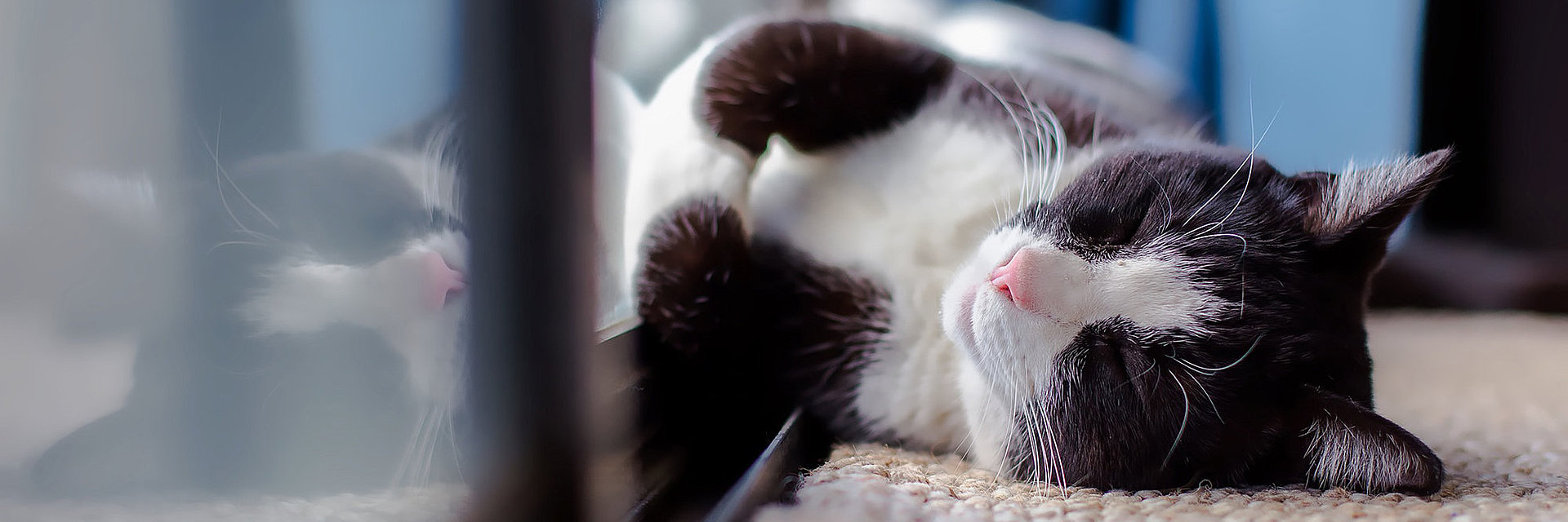 Katze liegt wohlig und warm vor der Terrassentür