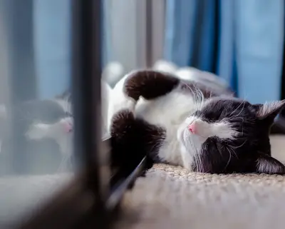 Katze liegt wohlig und warm vor der Terrassentür