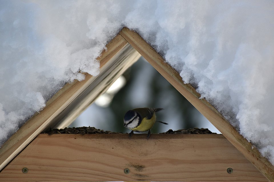 Vogelhaus mit schneebecktem Dach Vogelhaus im Schnee