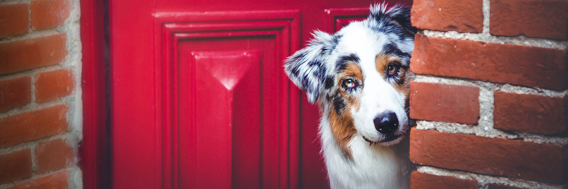 Hund guckt aus roter Tür heraus