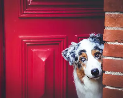 Hund guckt aus roter Tür heraus