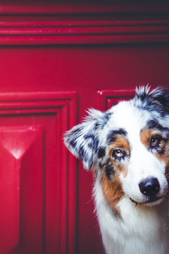 Hund guckt aus roter Tür heraus