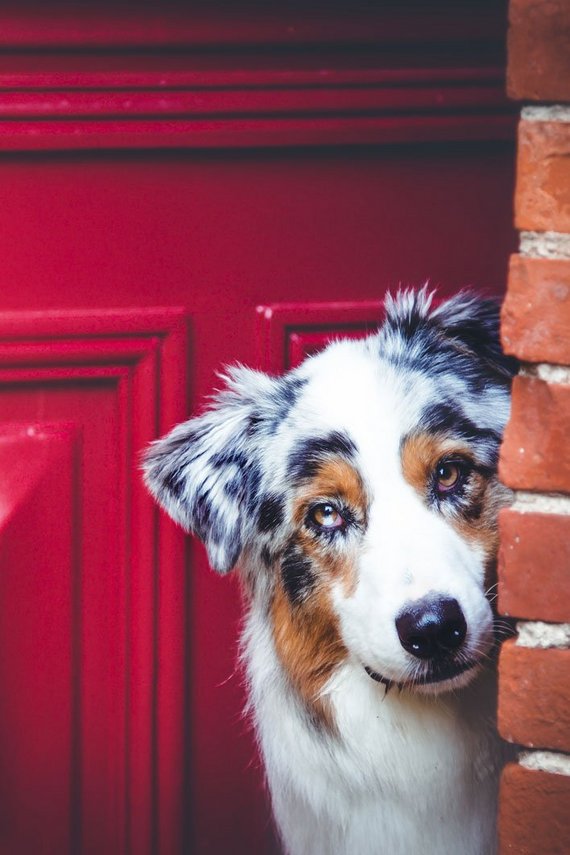 Hund guckt aus roter Tür heraus