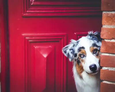 Hund guckt aus roter Tür heraus