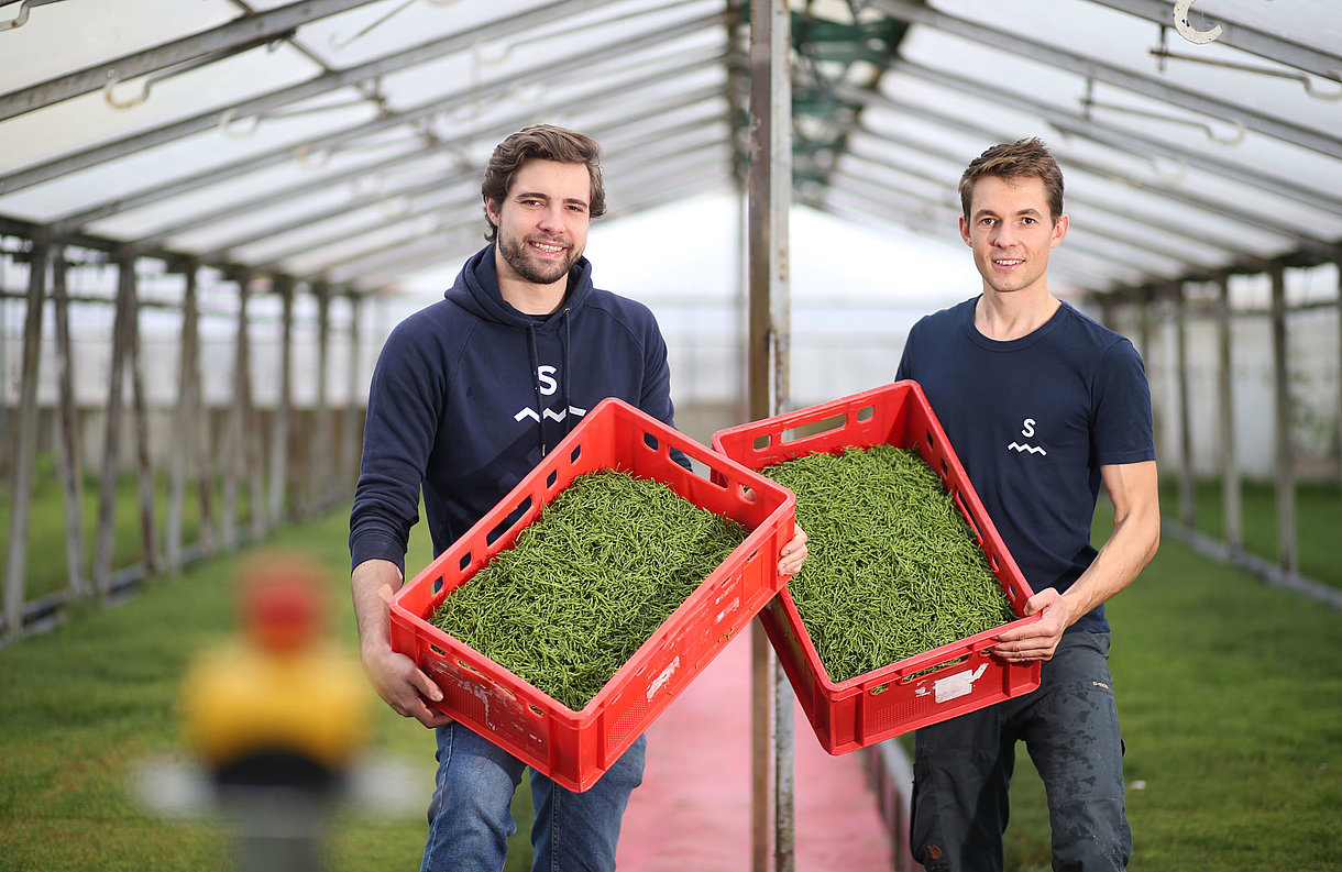 Inhaber der Salifaktur präsentieren ihren Seespargel