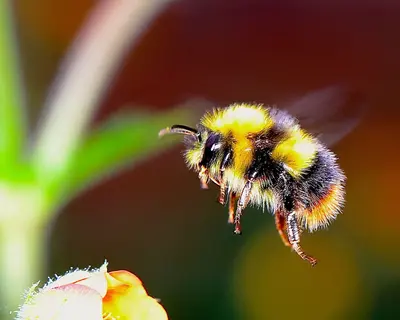 Hummel