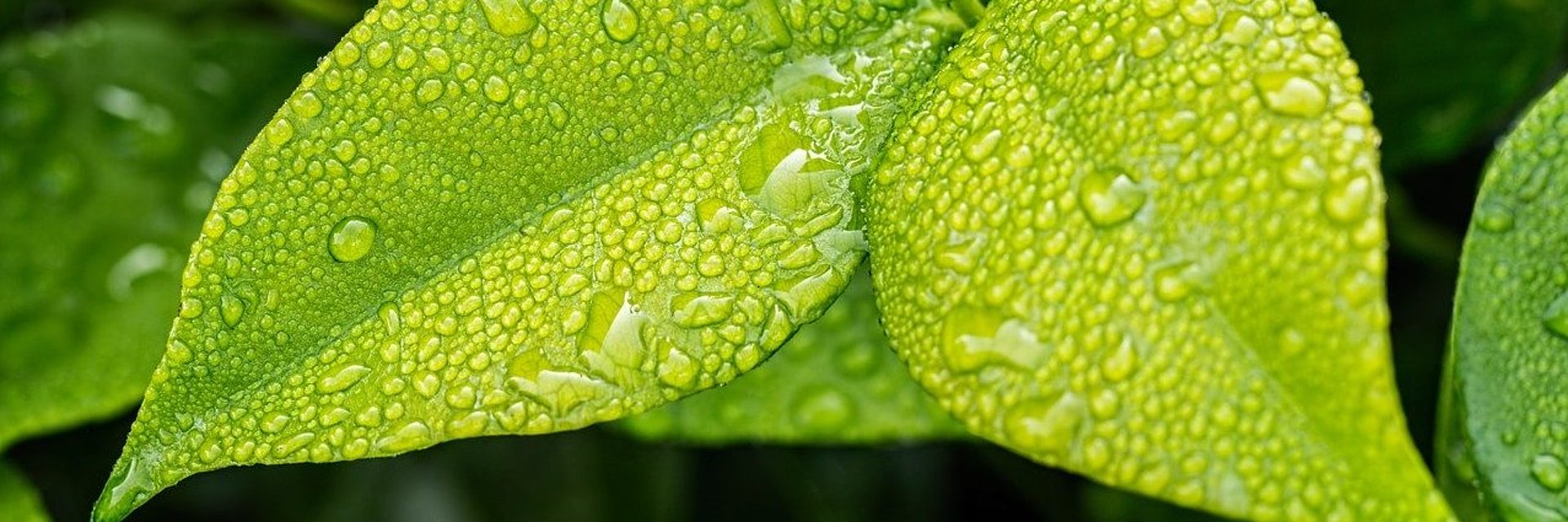 grüne Blätter mit Wassertropfen