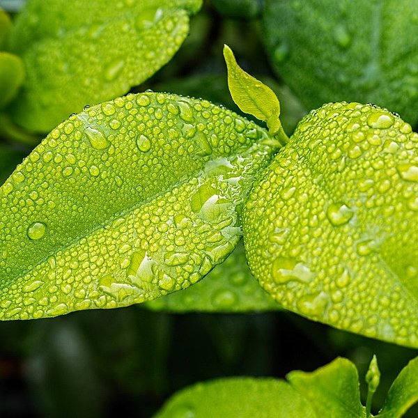 grüne Blätter mit Wassertropfen