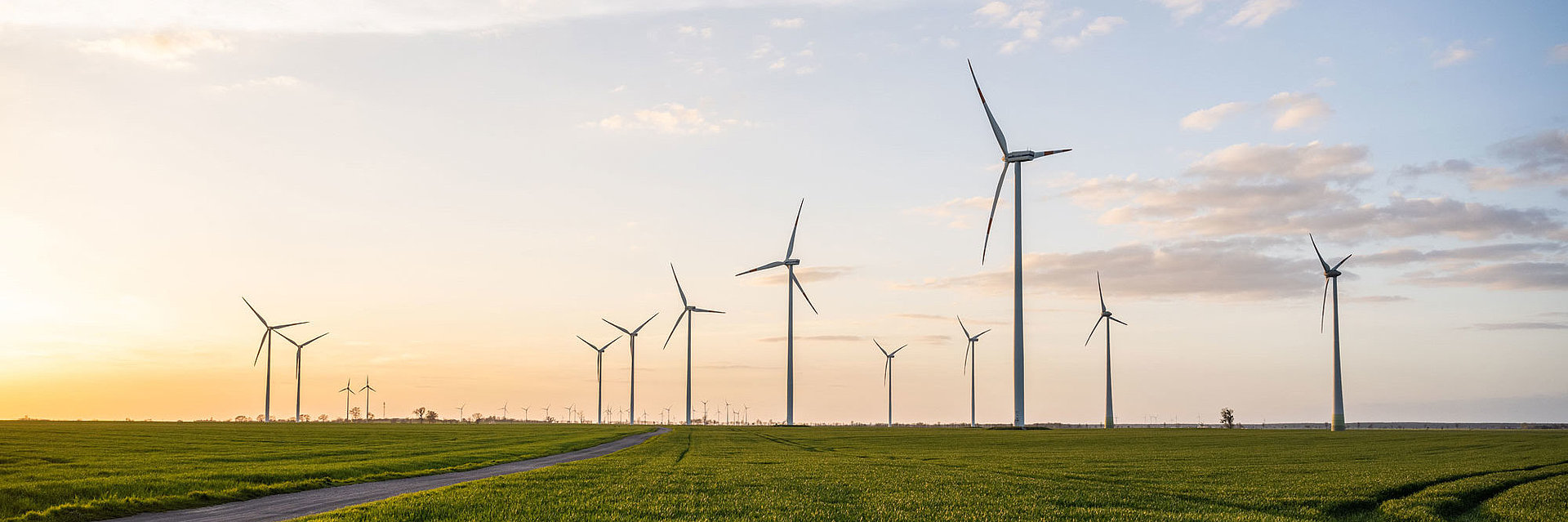 Windräder auf einem Feld in der Morgensonne